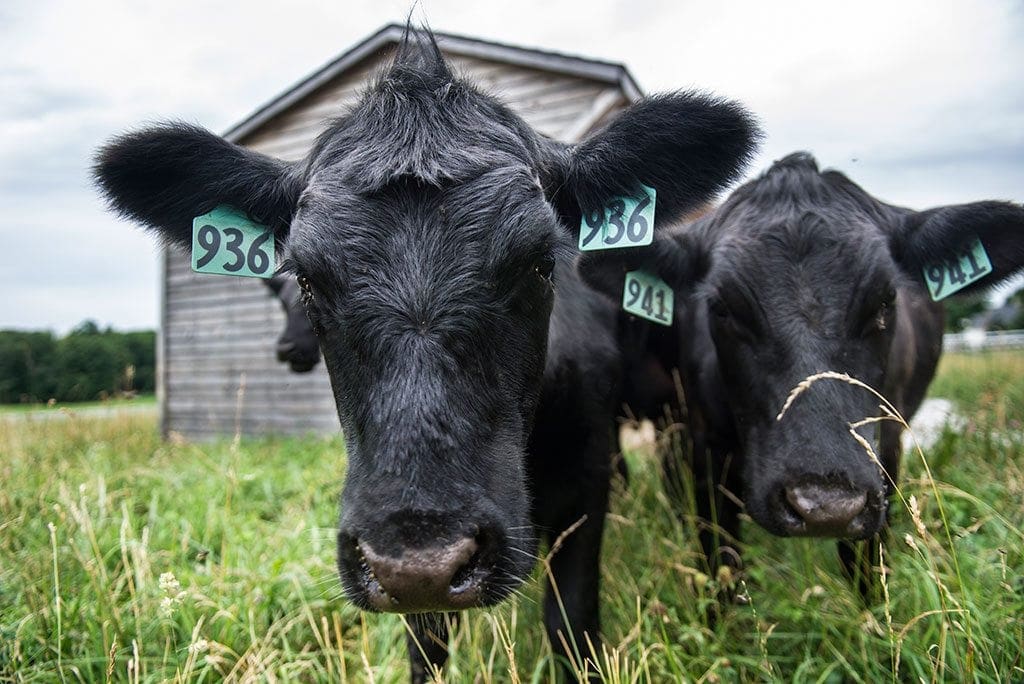 farm cow photography