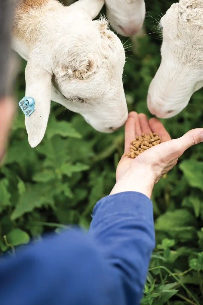 Cookbook Photography of lambs at a farm for Le Fond Cookbook by New York food photographer Cayla Zahoran